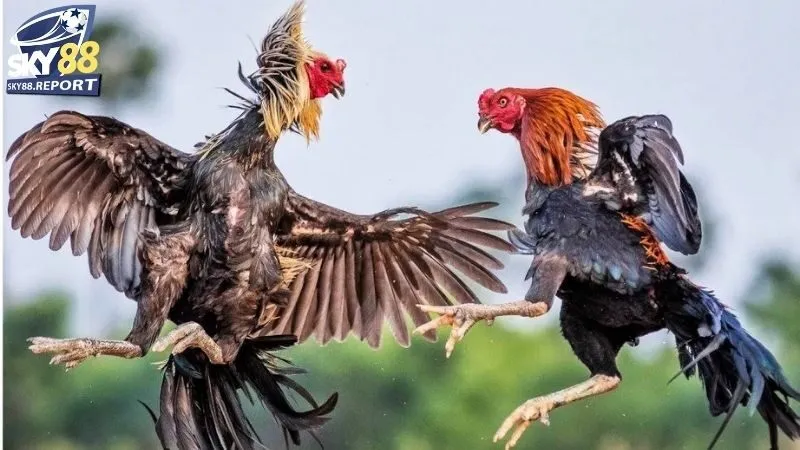 Đá Gà Campuchia Sky88: Trải Nghiệm Đá Gà Online Hấp Dẫn 2 Đá gà Campuchia