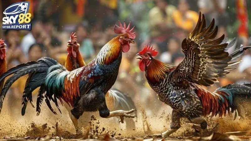 Lý Do Nên Chọn Sky88 Để Xem và Cá Cược Đá Gà Campuchia