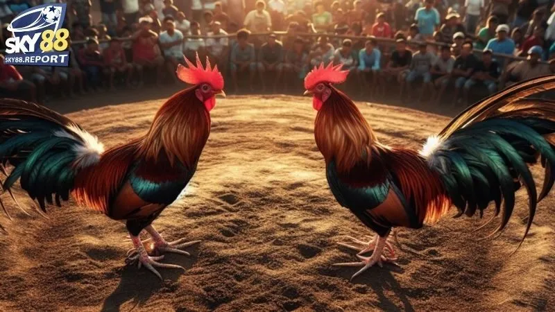 Đá Gà Cựa Dao Sky88: Trận Đấu Kịch Tính, Tỷ Lệ Cược Cao 3 Đá gà cựa dao