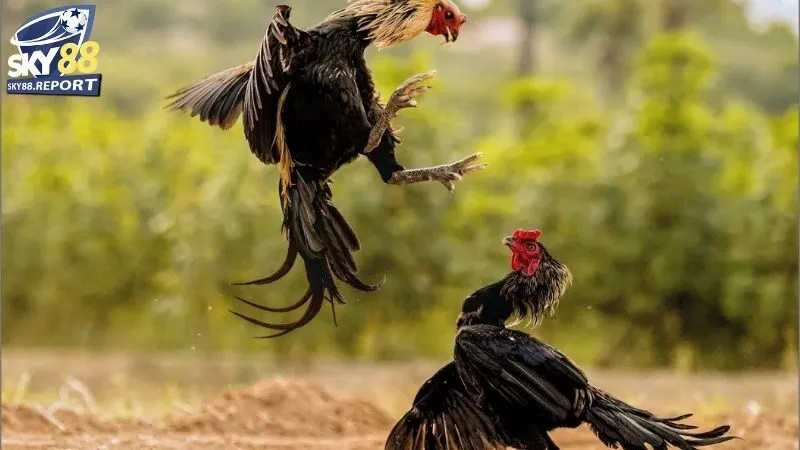 Hướng Dẫn Tham Gia Đá Gà Thomo Trực Tuyến Trên Sky88