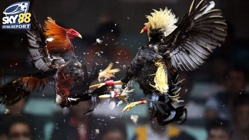 Đá Gà Trực Tiếp Sky88: Xem Đá Gà Online Chân Thực Nhất 3 Đá gà trực tiếp